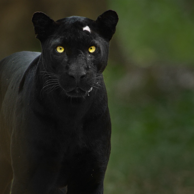 panther