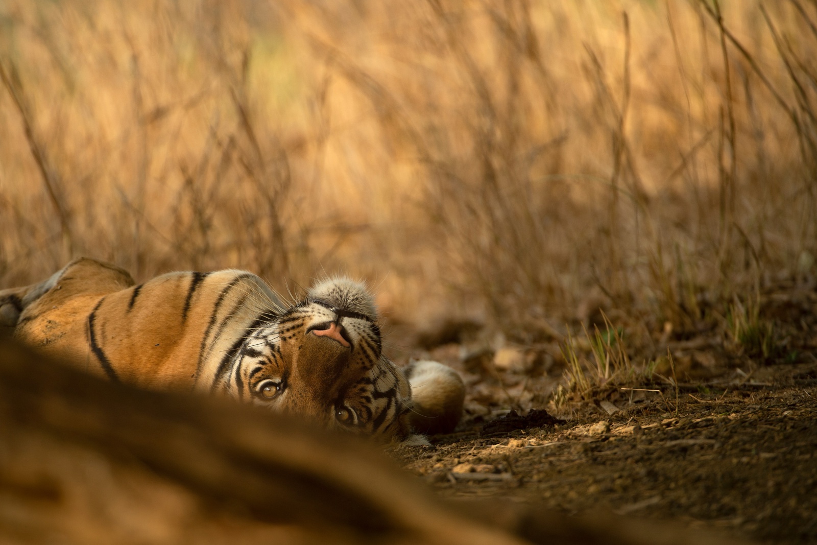 Sleeping Tiger, Tadaba