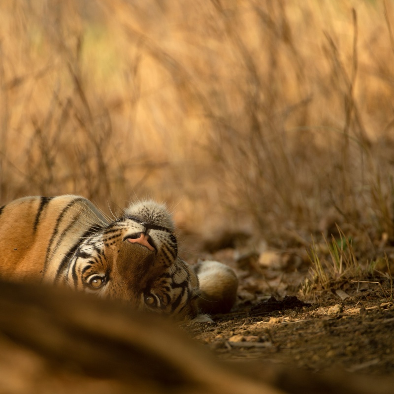 Sleeping Tiger, Tadaba