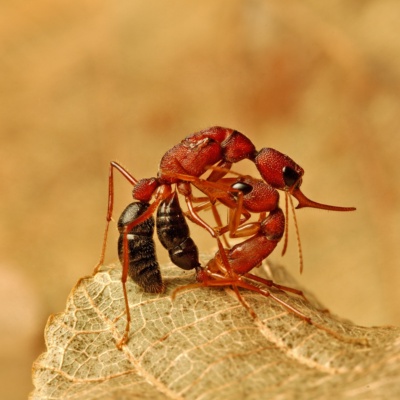 Jumping Ant