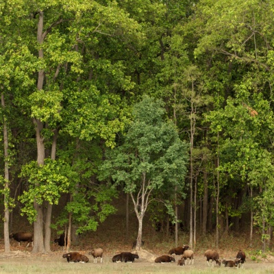 Gaur, Kanha National Park