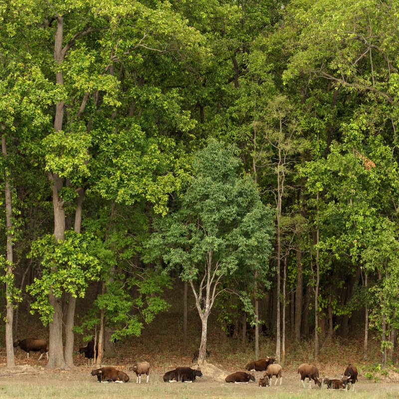 Gaur, Kanha National Park