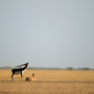 Blackbuck's call of the wild