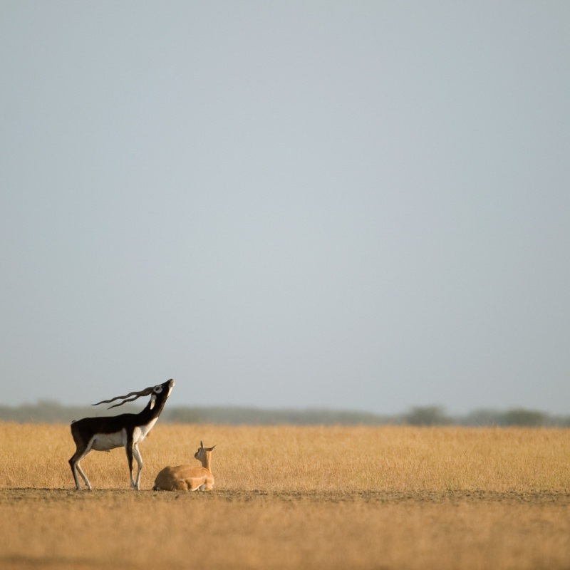 Blackbuck's call of the wild
