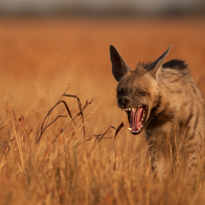 Laughing striped Hyena
