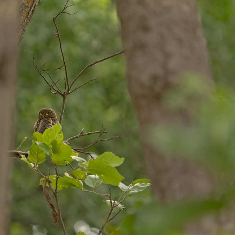 Asian barred owlet, Kanha National Park