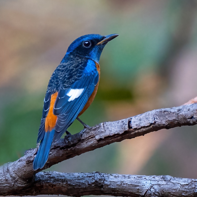 Blue capped rock thrush
Narmada district,Gujarat.