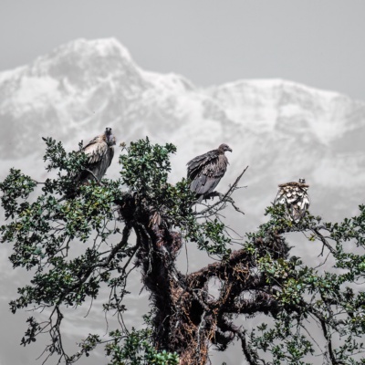 Griffon vultures against the backdrop of the Himalayas. Chopta, Uttarakhand.