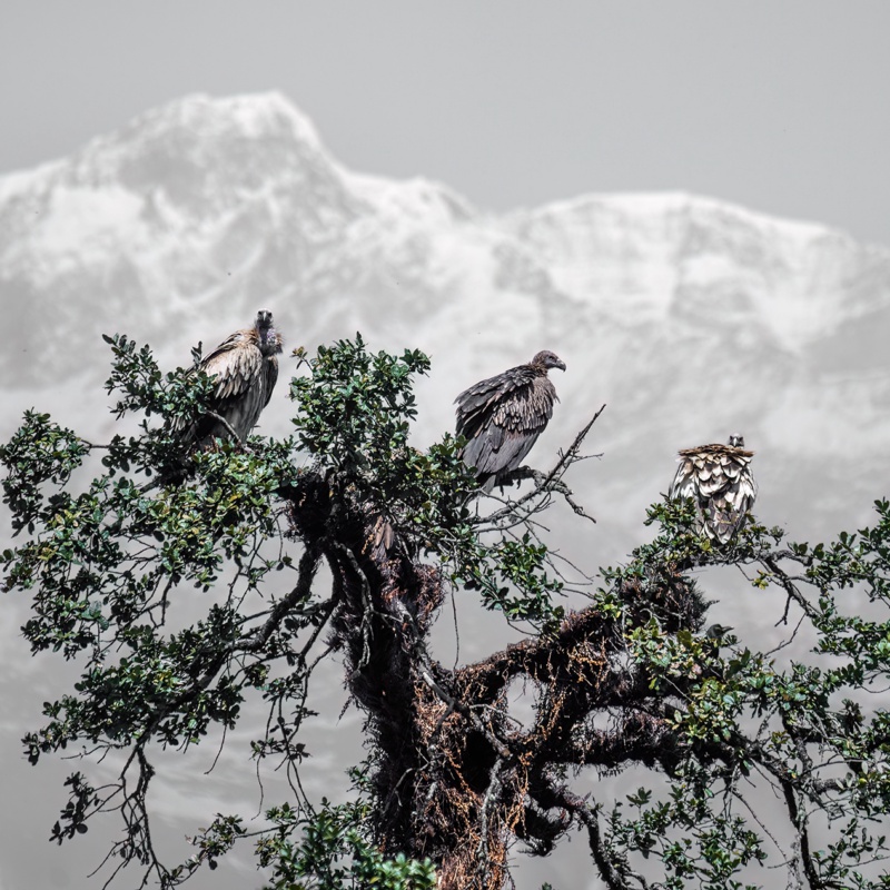 Griffon vultures against the backdrop of the Himalayas. Chopta, Uttarakhand.