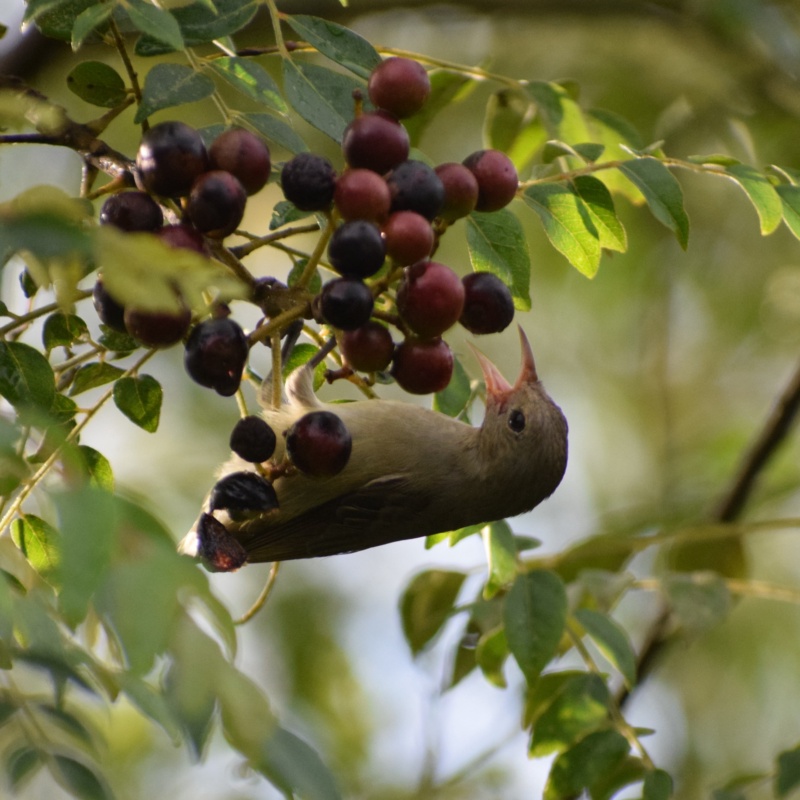 Pale billed flowerpecker feeding on curry leaf berries in my backyard