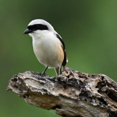 This bird is a Long-tailed Shrike (Lanius schach), also known as the Rufous-backed Shrike.It is known for a distinctive black mask across its eyes and a light gray back.Shrikes are nicknamed "butcherbirds" for their habit of impaling prey on thorns or sharp branches.This species is widespread across