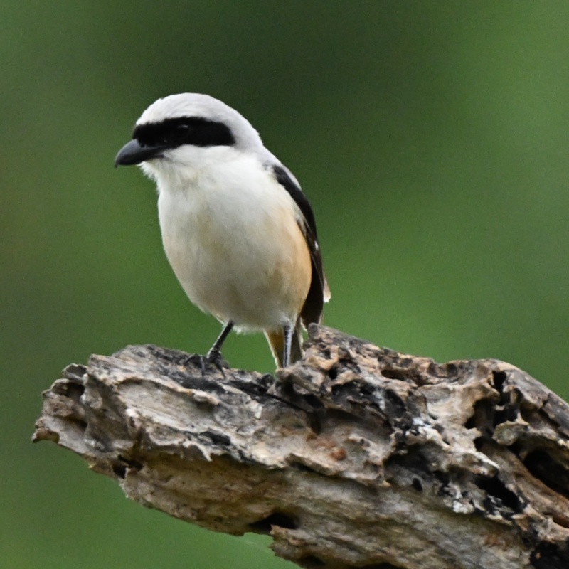 This bird is a Long-tailed Shrike (Lanius schach), also known as the Rufous-backed Shrike.It is known for a distinctive black mask across its eyes and a light gray back.Shrikes are nicknamed "butcherbirds" for their habit of impaling prey on thorns or sharp branches.This species is widespread across