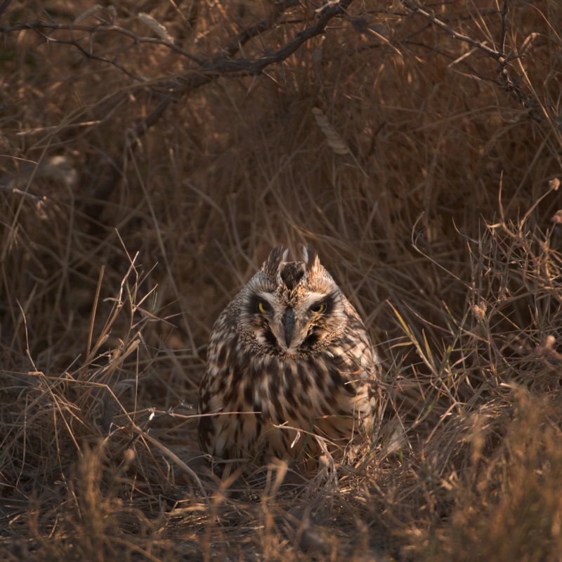 Hidden preditor OWL