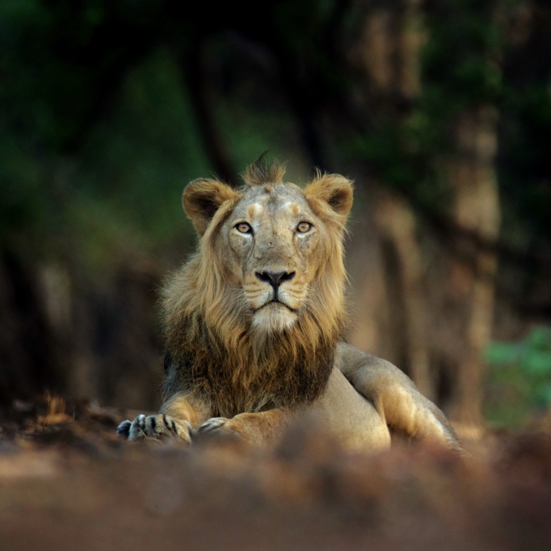 The King In Making
The Gir, India