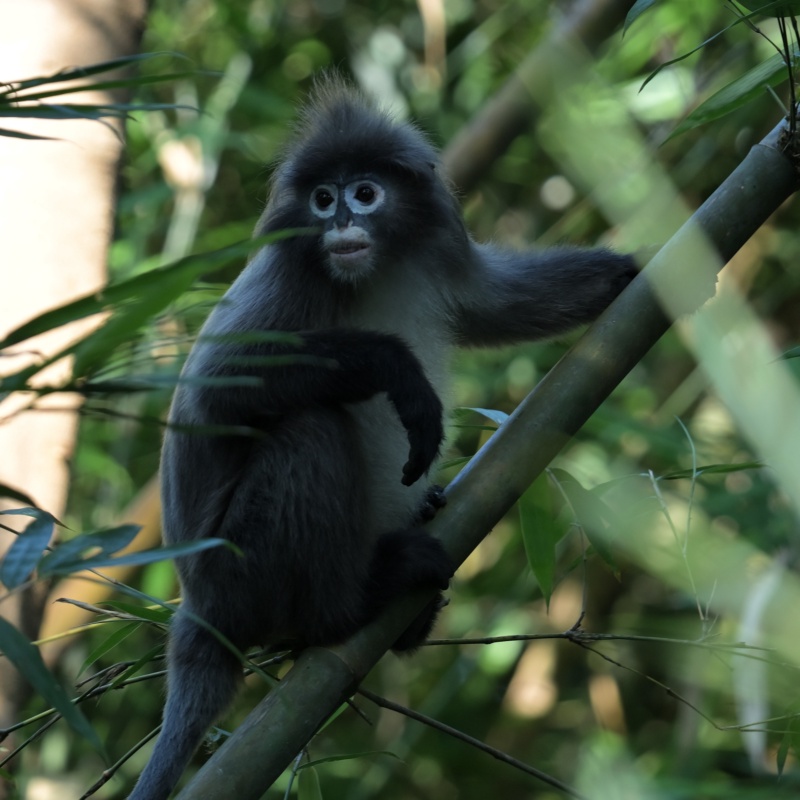 Spectacle Monkey(Male), its found in Trishna WLS, South Tripura.