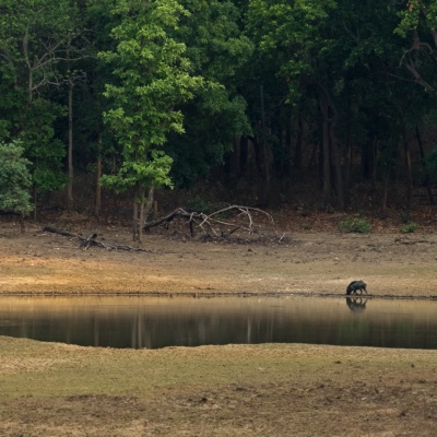 A beautiful waterbody in Kanha National Park