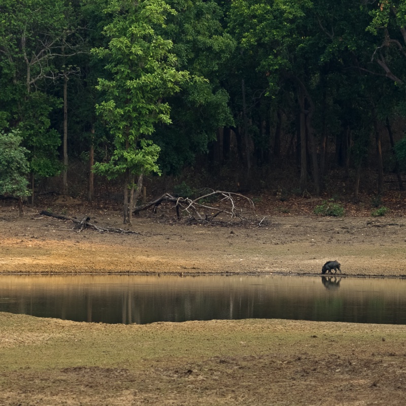 A beautiful waterbody in Kanha National Park