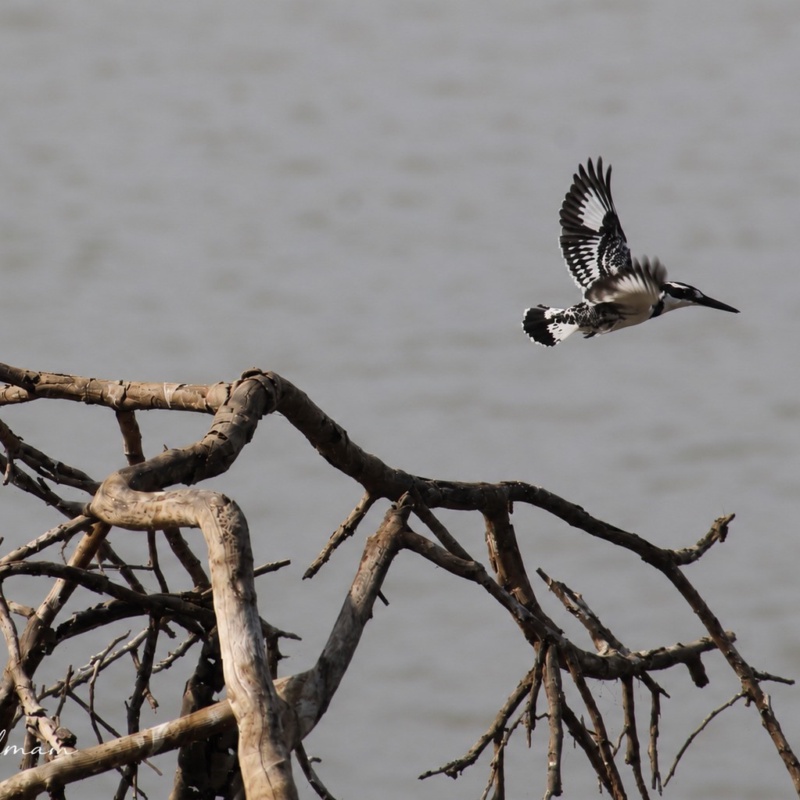 This photo was taken at Ndumo KwaZulu-Natal South Africa. It’s a pied kingfisher off to go catch some dinner!! Just sharing this beautiful bird with you!