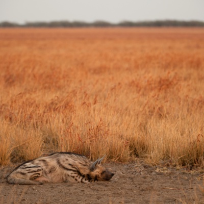 Striped Hyena post lunch