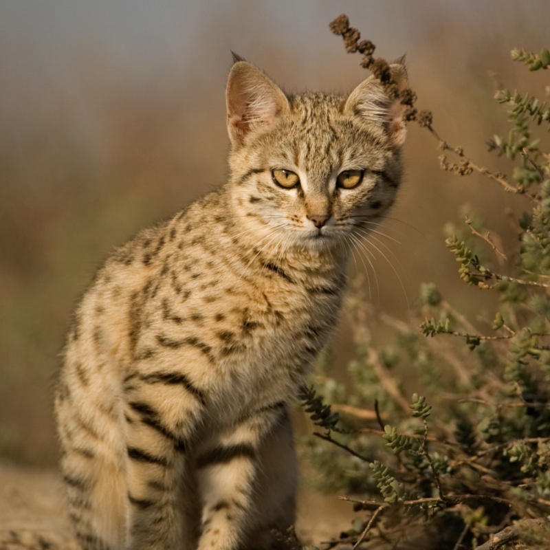 Jungle Curious cat.
