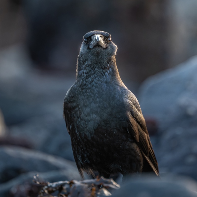 This is a photo of a Carrion Crow taken in Guernsey.