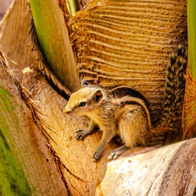 A curious Indian palm squirrel pauses atop a coconut tree, surrounded warm natural tones. The image celebrates the quiet beauty of everyday wildlife and reminds us that extraordinary moments often exist in the smallest corners of nature.