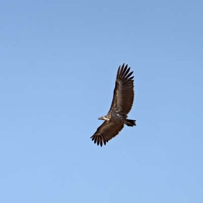 Flying high. Red-headed Vulture. Kanha National Park