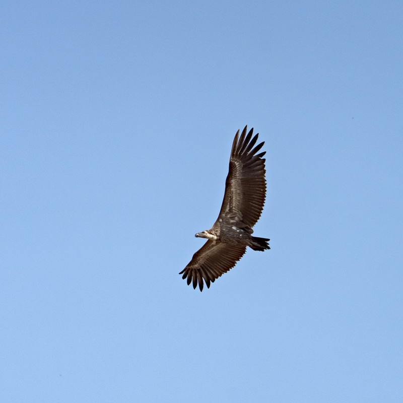 Flying high. Red-headed Vulture. Kanha National Park
