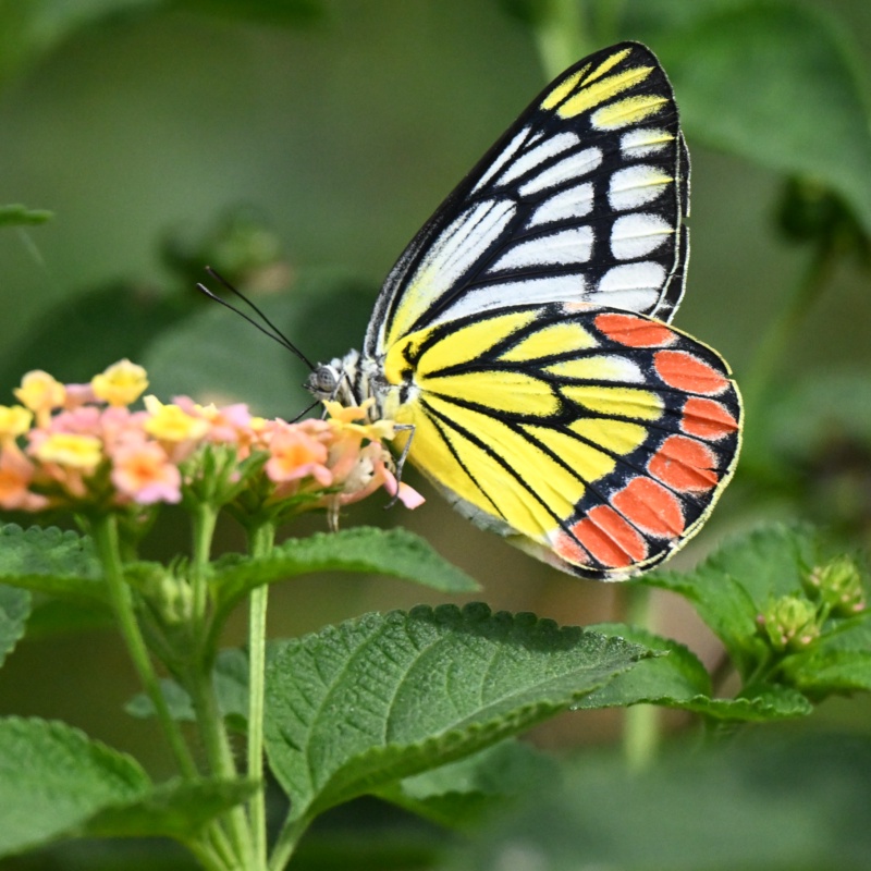 Common Jezebel butterfly. Very beautiful multi coloured insect. Very attractive in its flight. a medium-sized butterfly found across India and Southeast Asia.Its distinctive underside features bright yellow and orange-red bands designed to warn predators of its toxicity.The butterfly is pictured fee