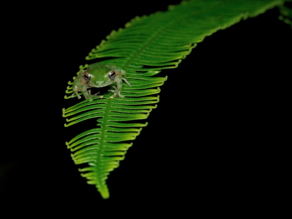 When the Forest Wakes After Dark