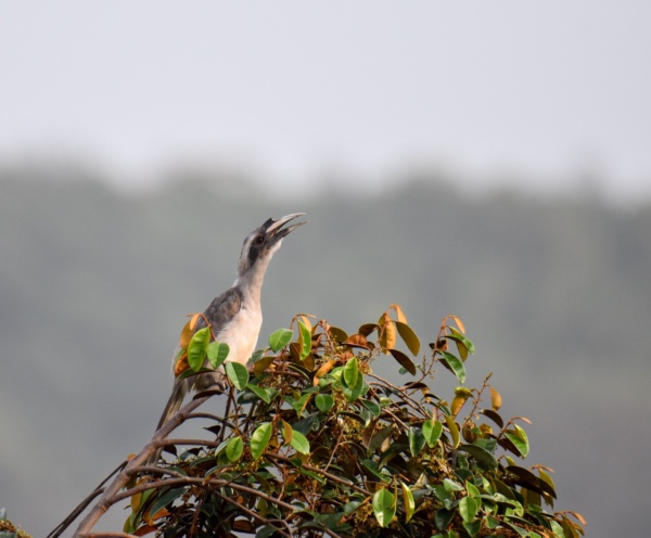 Ratnagiri: The Day the Forest Refused to Stay Quiet