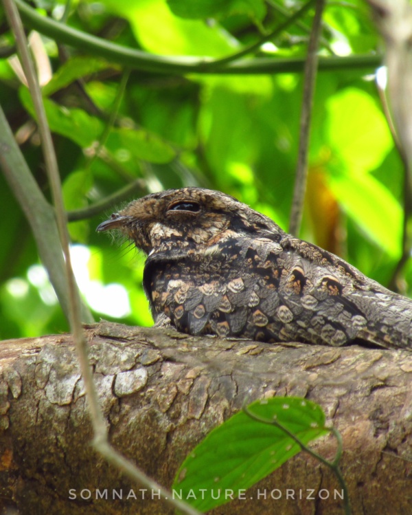 The perfect camouflage of Nature