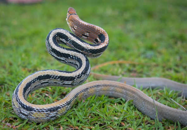 The Copper-Headed Trinket Snake: A Hidden Jewel of Jashpur