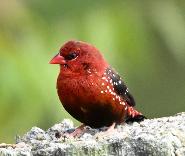 Birds of nature