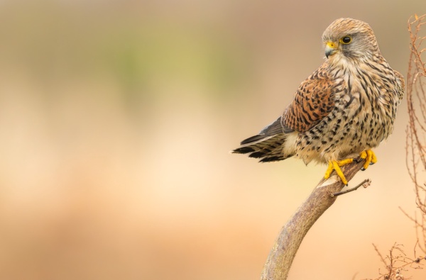 Kestrels.