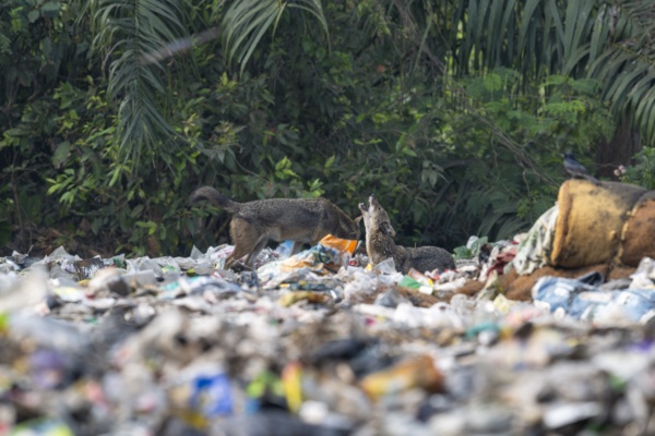 When Plastic Replaces Habitat