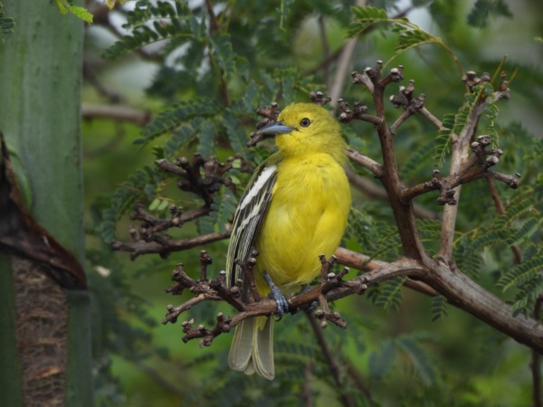 Common iora bird. Another name for beauty.