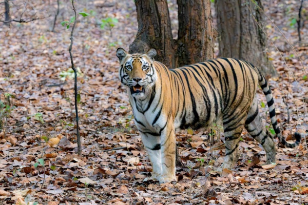 Sanjay-Dubri: From a Chance Stopover to an Unforgettable Wilderness!!!