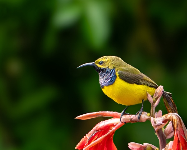 A Jewel Among the Blossoms