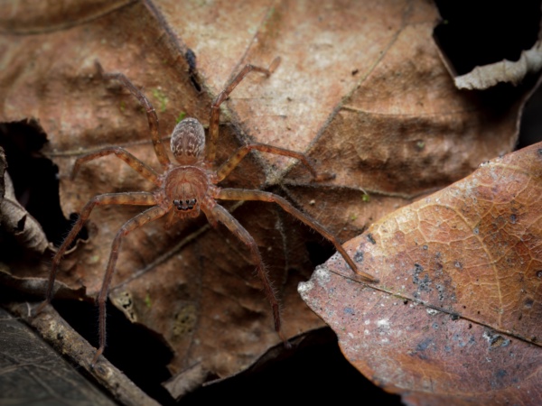 Eight Legs After Dark: Discovering Mulu’s Hidden World