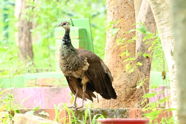 Peacock the national bird of India
