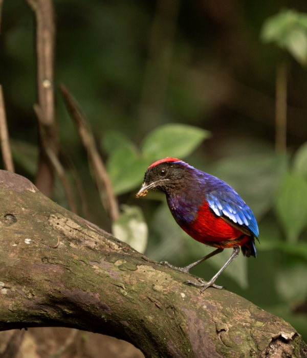 A Flash of Garnet in the Malaysian Forest: Encountering the Elusive Garnet Pitta in Kuantan, Pahang