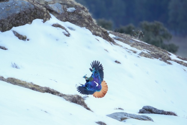 Photographing the Himalayan Monal in India's High-Altitude Forests