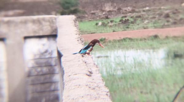 White throated kingfisher