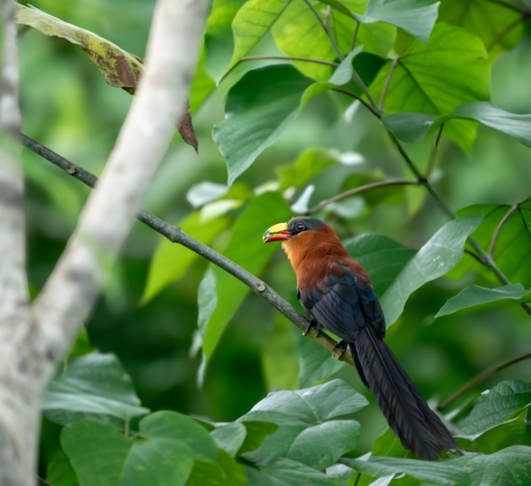 The Bird That Announced Its Presence Before We Ever Saw It
