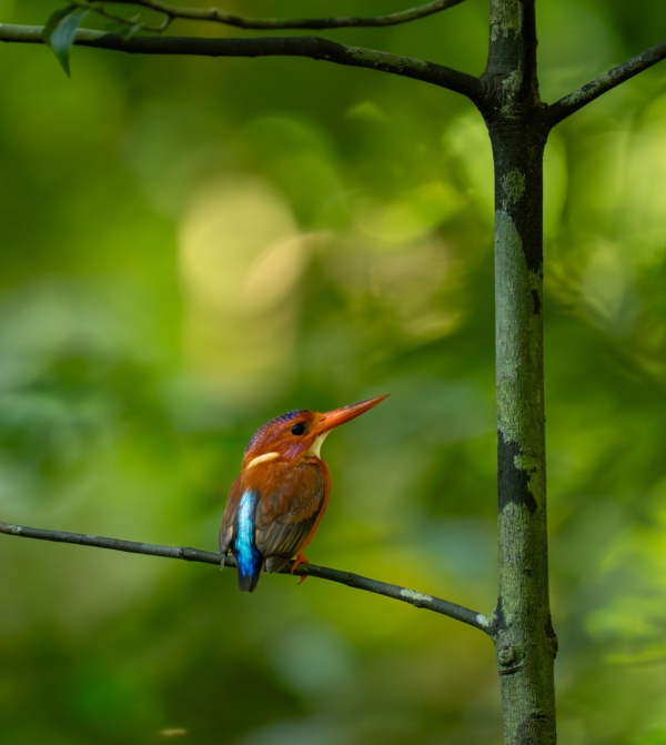 Sulawesi's Tiny Forest Jewel