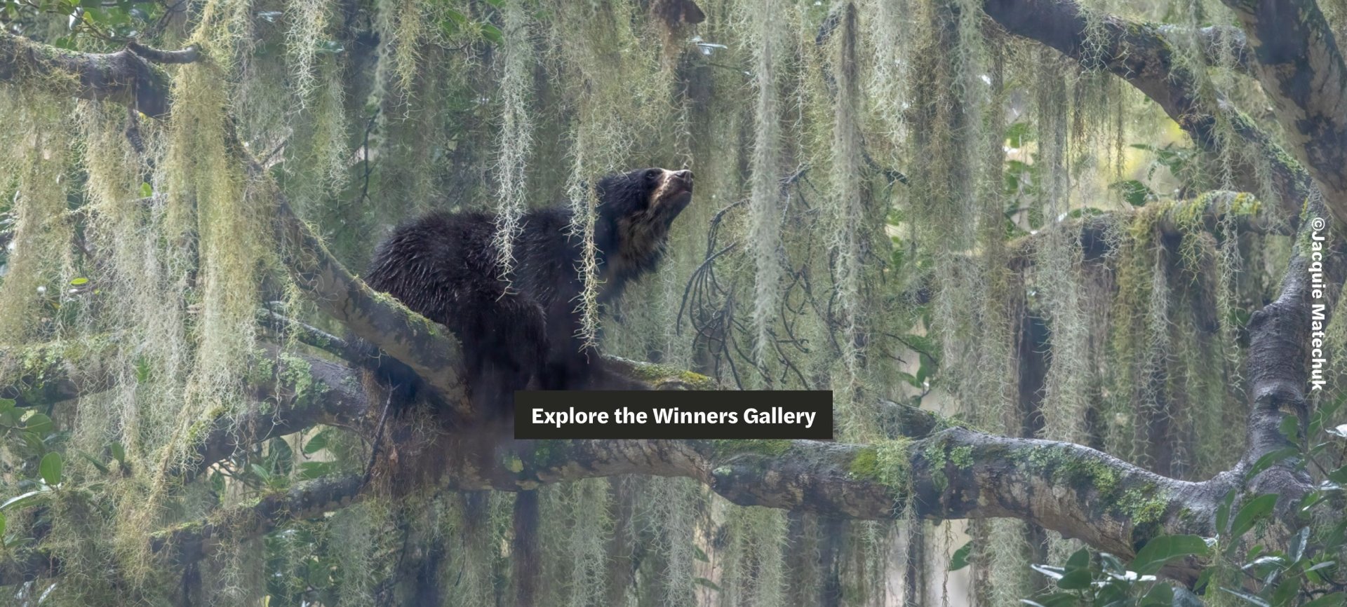 Nature inFocus Anniversary | Nature Infocus