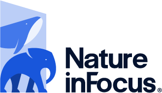 nif portal logo