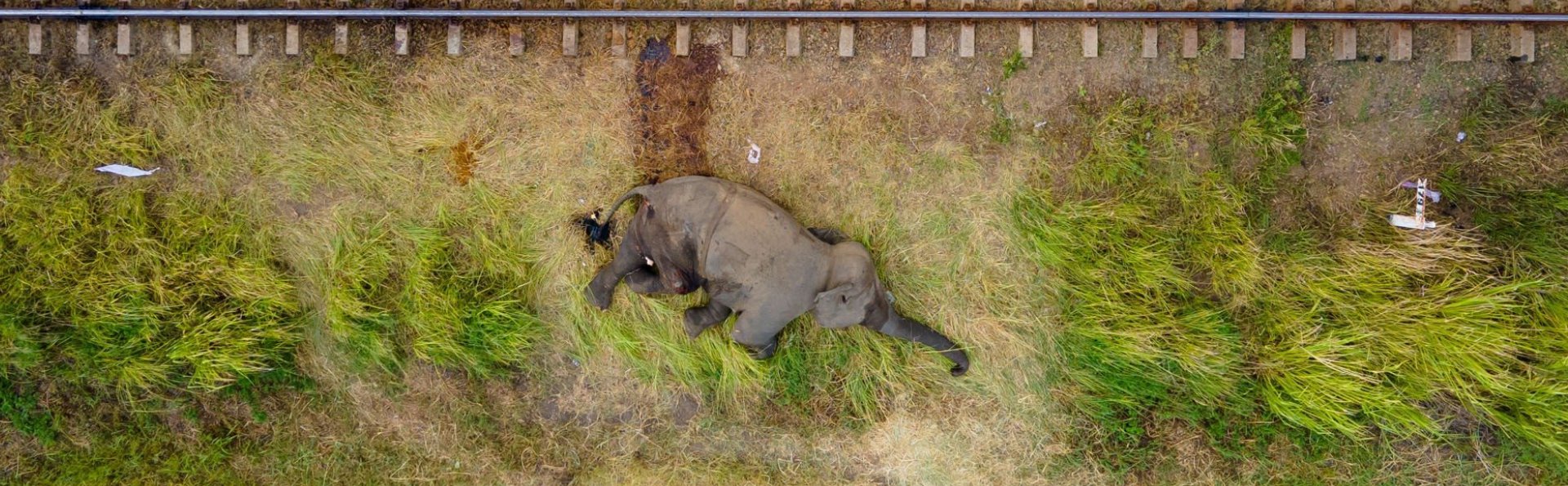 Photography Awards - Supun Dilshan, Winner | Ramki Sreenivasan Conservation Photography Award | Nature inFocus 