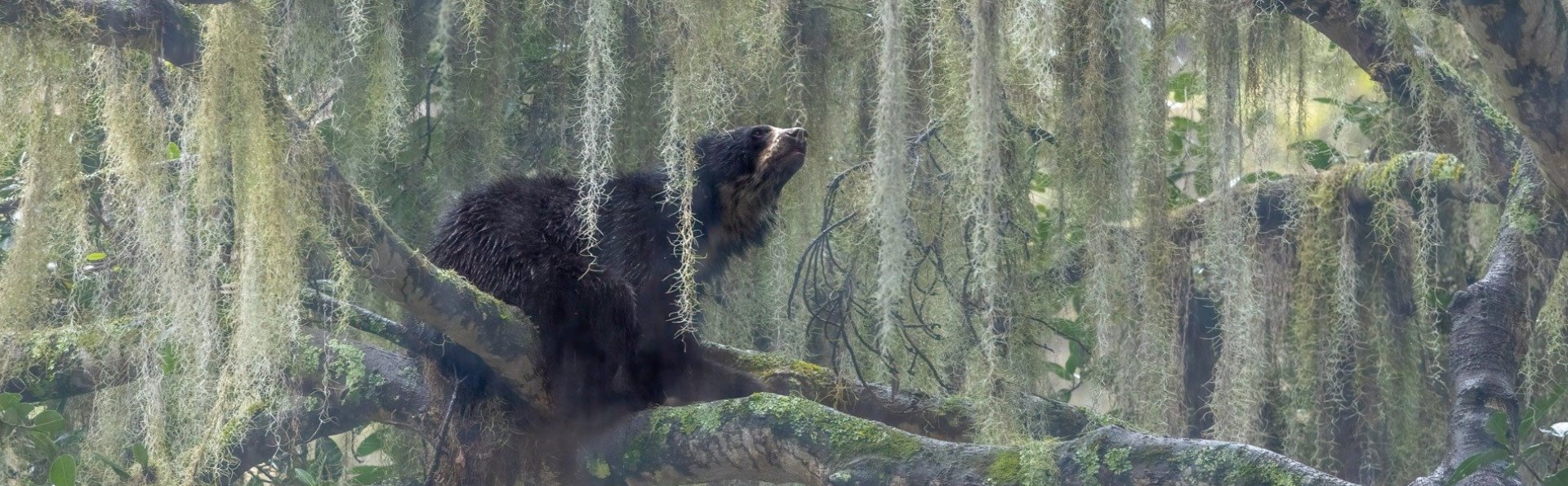 Photography Awards - Jacquie Matechuk, Winner | Wildscape & Animals in Their Habitat | Nature inFocus 